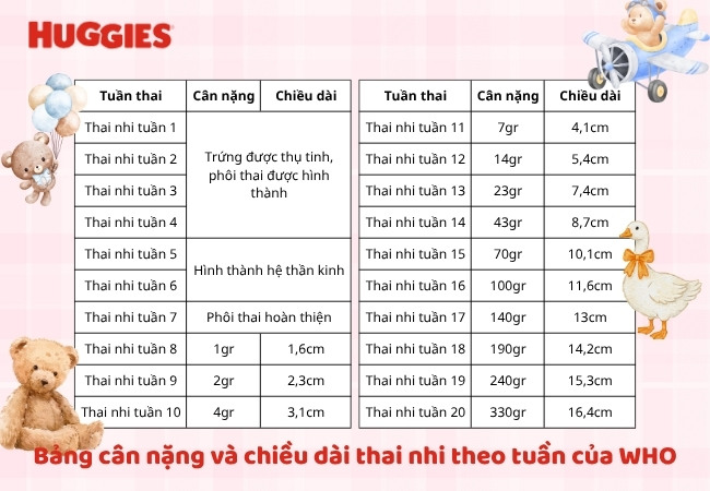 Bảng cân nặng và chiều dài thai nhi theo tuần của WHO từ tuần 1 đến tuần 20