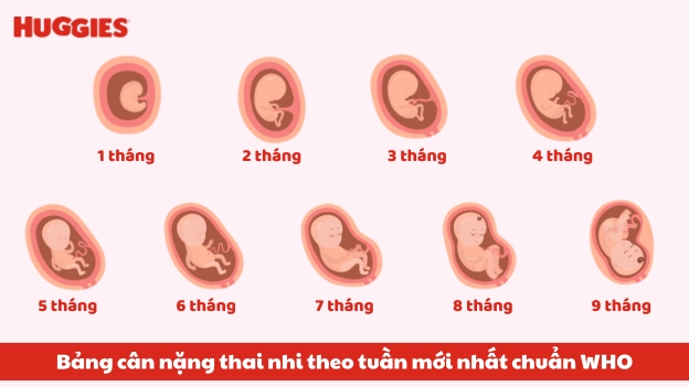 bang-can-nang-thai-nhi-theo-tuan-thumbnail
