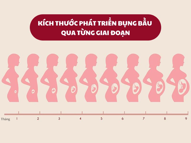kích thước bụng bầu qua từng tháng