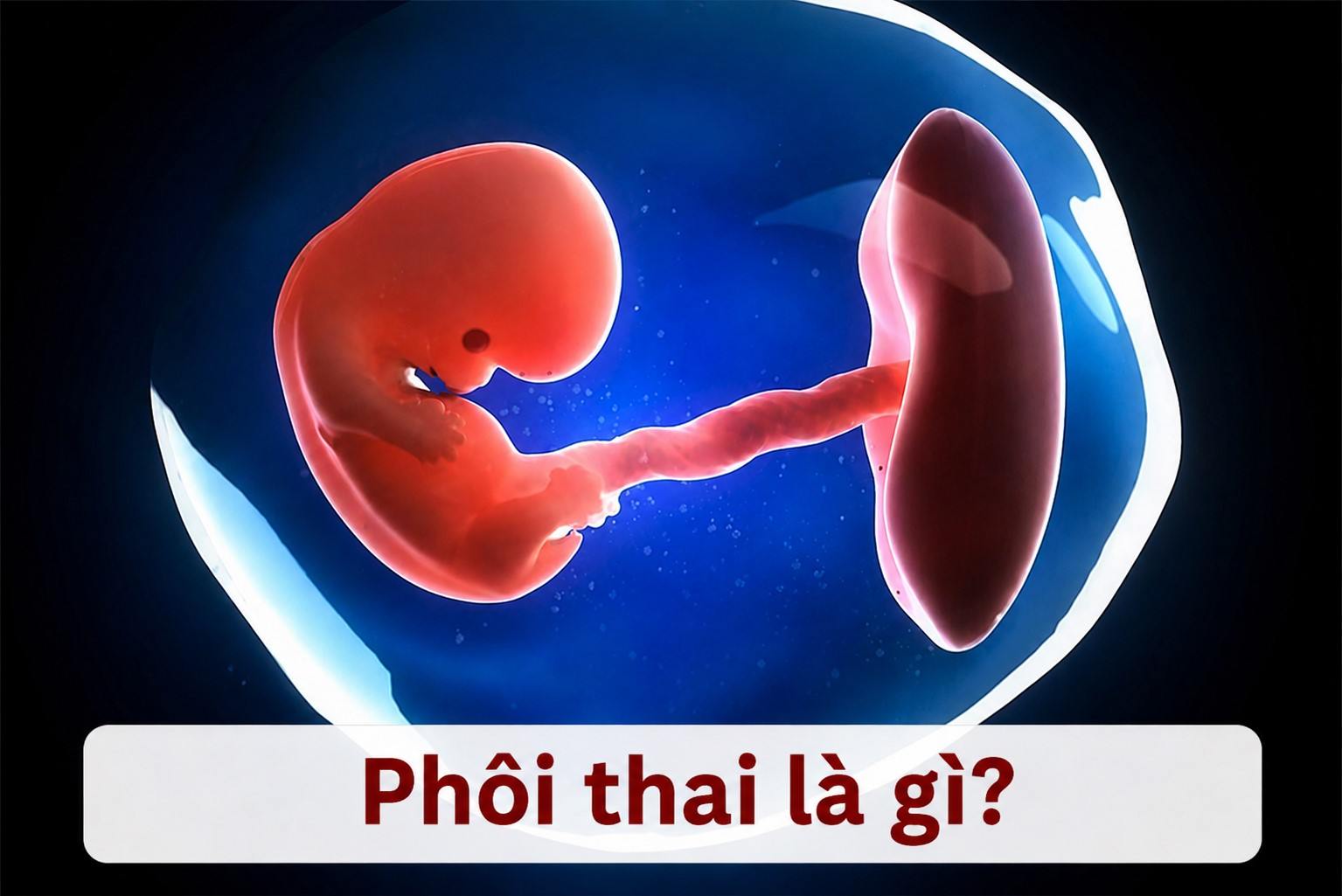 phoi-thai-thumbnail