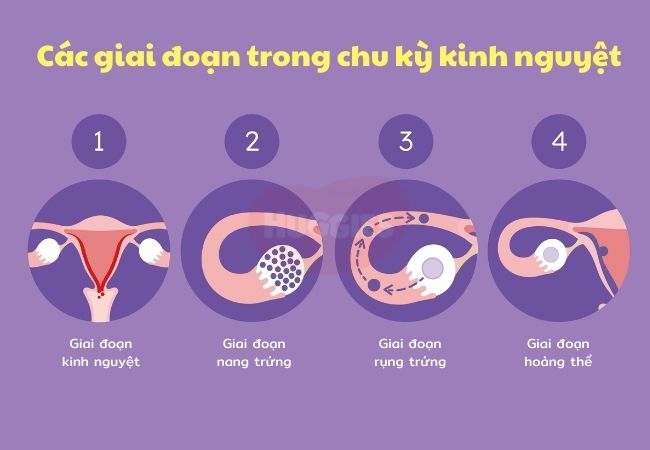 Các dấu hiệu rụng trứng rõ nhất