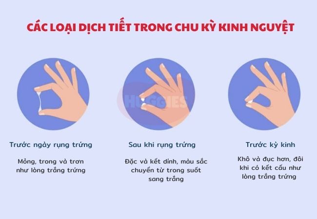 Nhận biết dấu hiệu rụng trứng