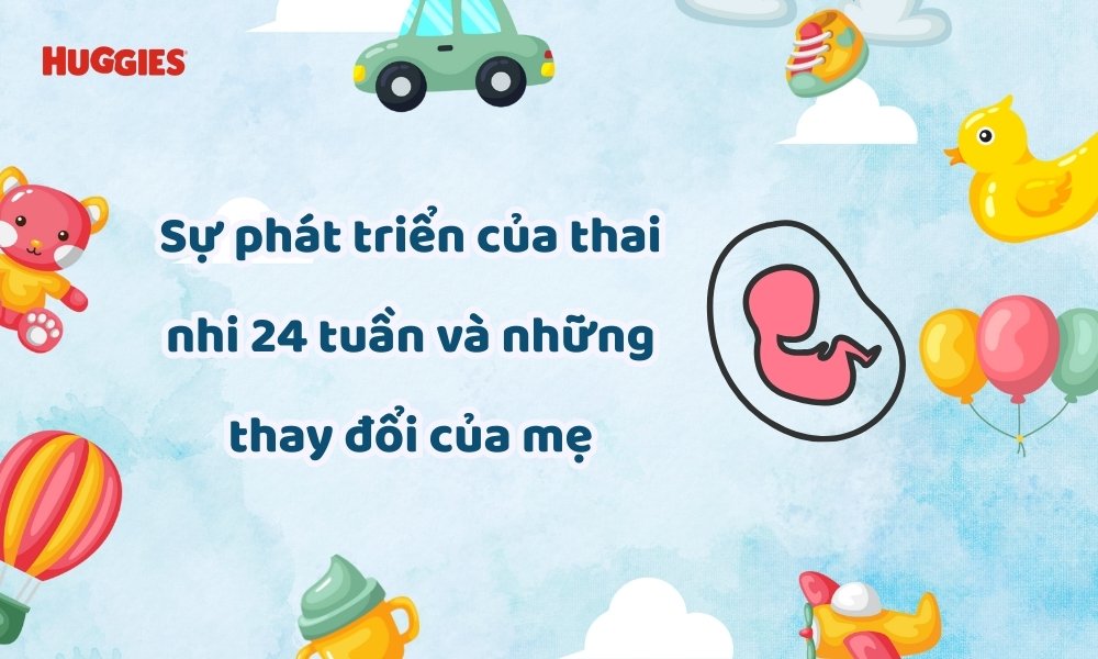 Sự phát triển của thai nhi tuần thứ 24