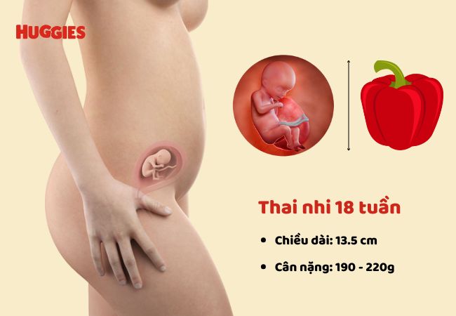 chiều dài và cân nặng thai nhi 18 tuần