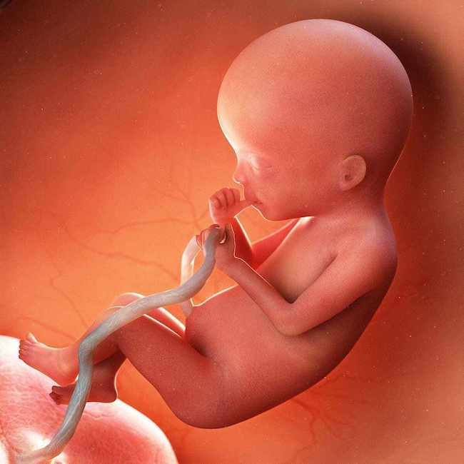 dấu hiệu thai 20 tuần khỏe mạnh