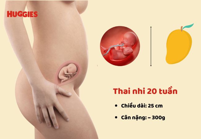 cân nặng và chiều dài thai nhi 20 tuần