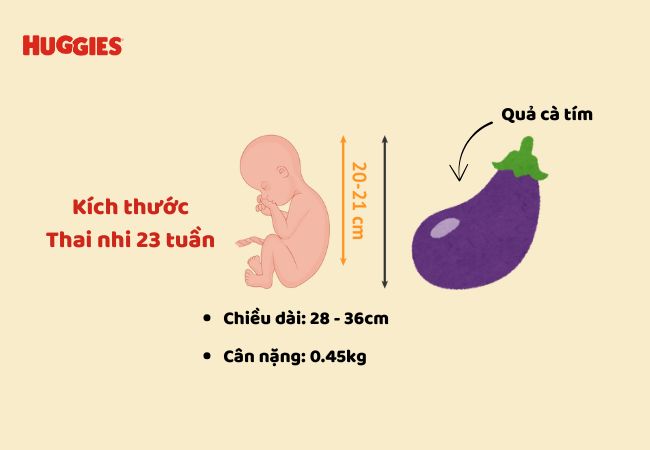 kích thước và cân nặng  thai nhi 23 tuần