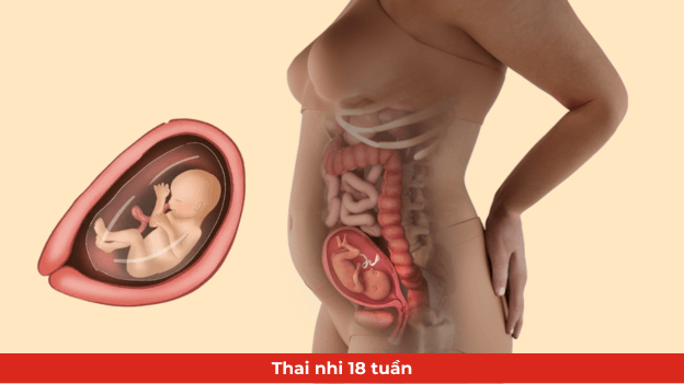 Những thay đổi của thai nhi tuần thứ 18