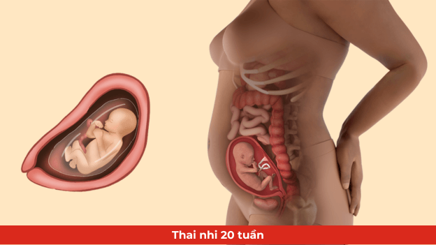 Những thay đổi của thai nhi tuần thứ 20