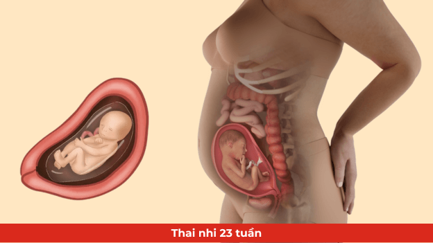 sự phát triển của thai nhi tuần thứ 23