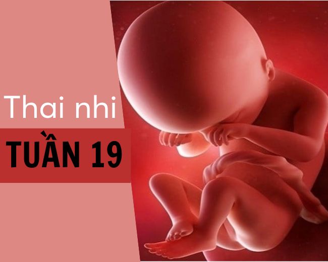 Sự phát triển thai nhi tuần 19