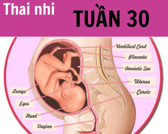 sự phát triển của Thai nhi tuần 30