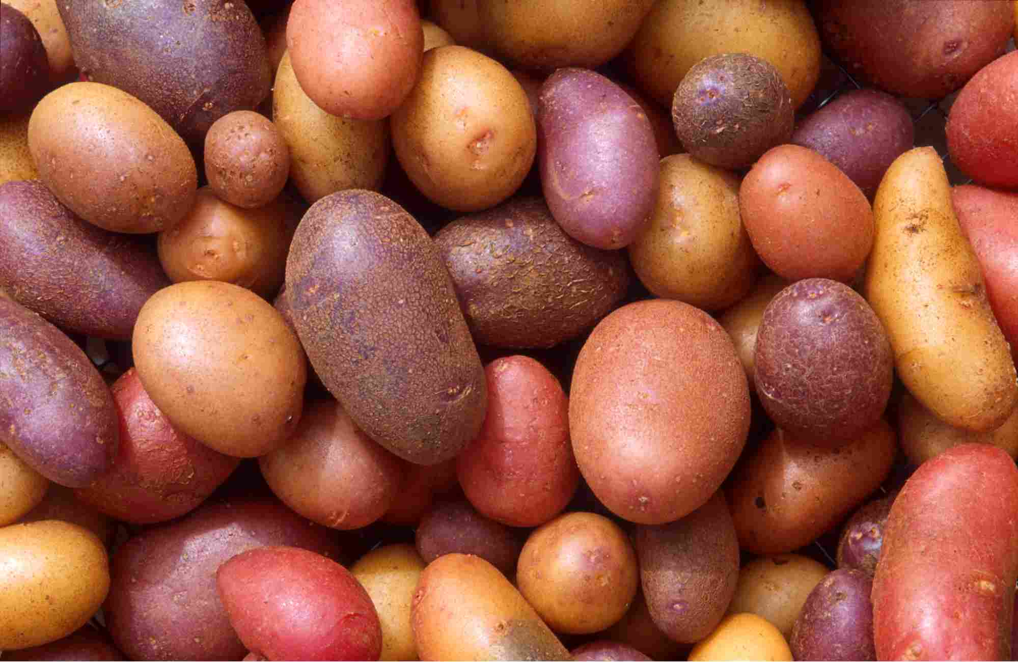 khoai-tay-chien-bao-nhieu-calo-4