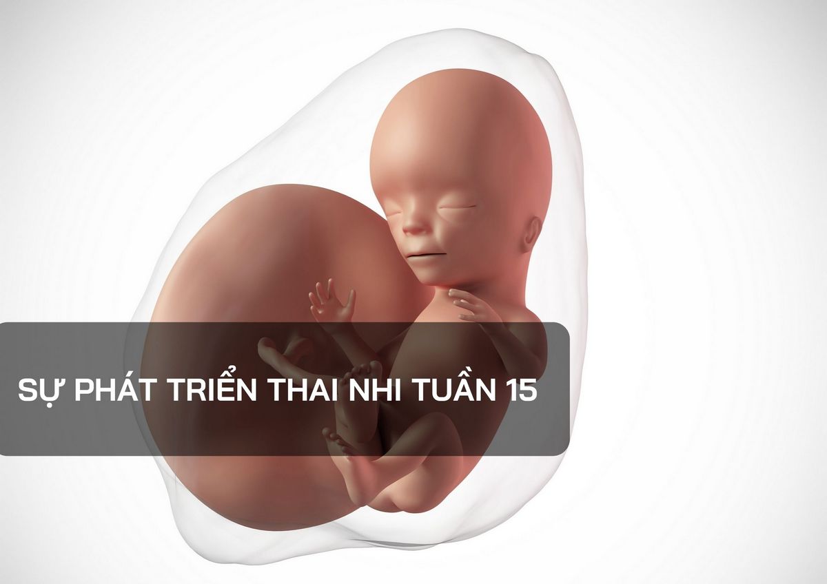 Sự phát triển của thai nhi 15 tuần tuổi