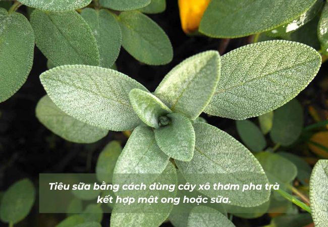 cách tiêu sữa bằng lá xô thơm
