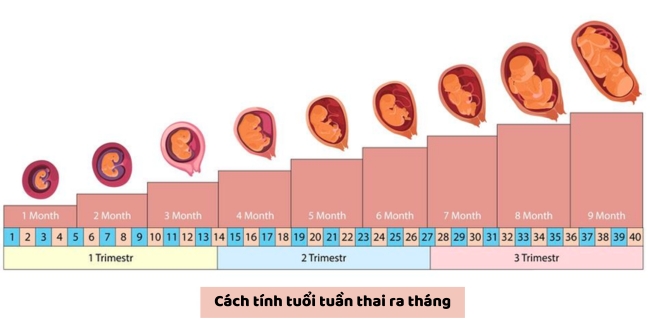 cách tính tuổi thai theo tuần ra tháng