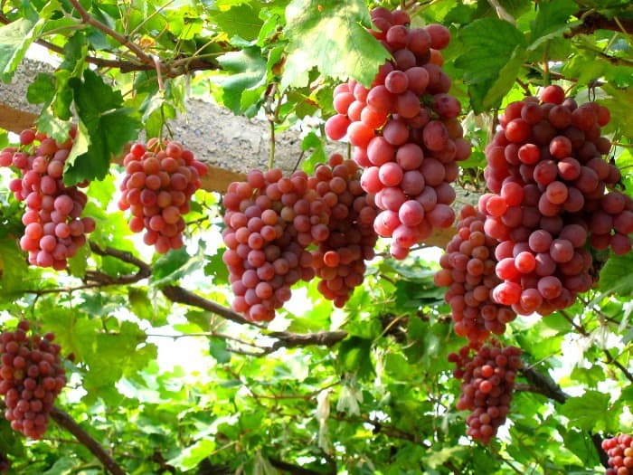 nho là trái cây tốt cho mẹ sau sinh mổ