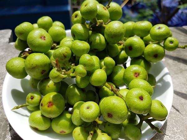 Quả sung có tốt cho mẹ sinh mổ