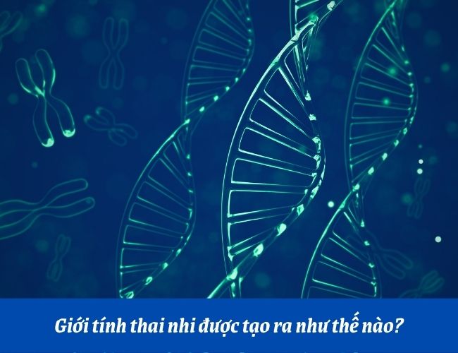giới tính thai nhi