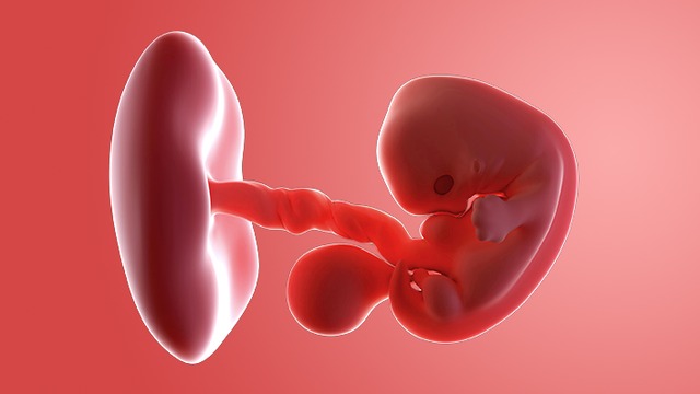 Thai nhi 8 tuần tuổi đang có những sự phát triển và hoàn thiện về hình dáng