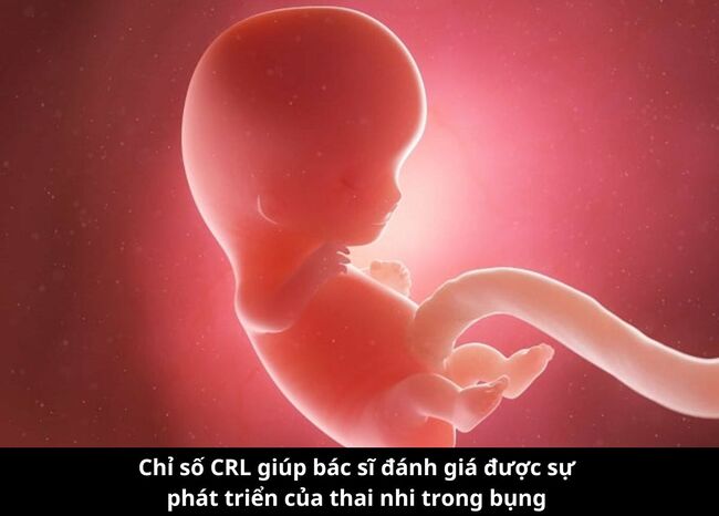 chỉ số đầu mông của thai nhi tuần 9