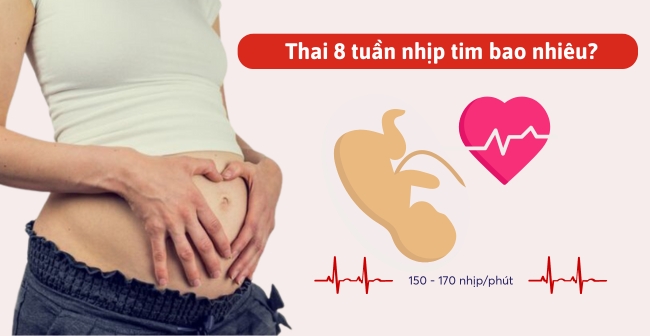Nhịp tim của thai 8 tuần tuổi dao động khoảng 140-170 nhịp mỗi phút
