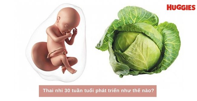 Kích thước của thai nhi 30 tuần