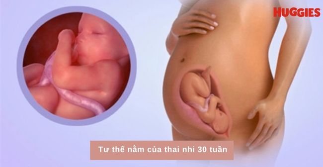 tư thế thai nhi tuần 30