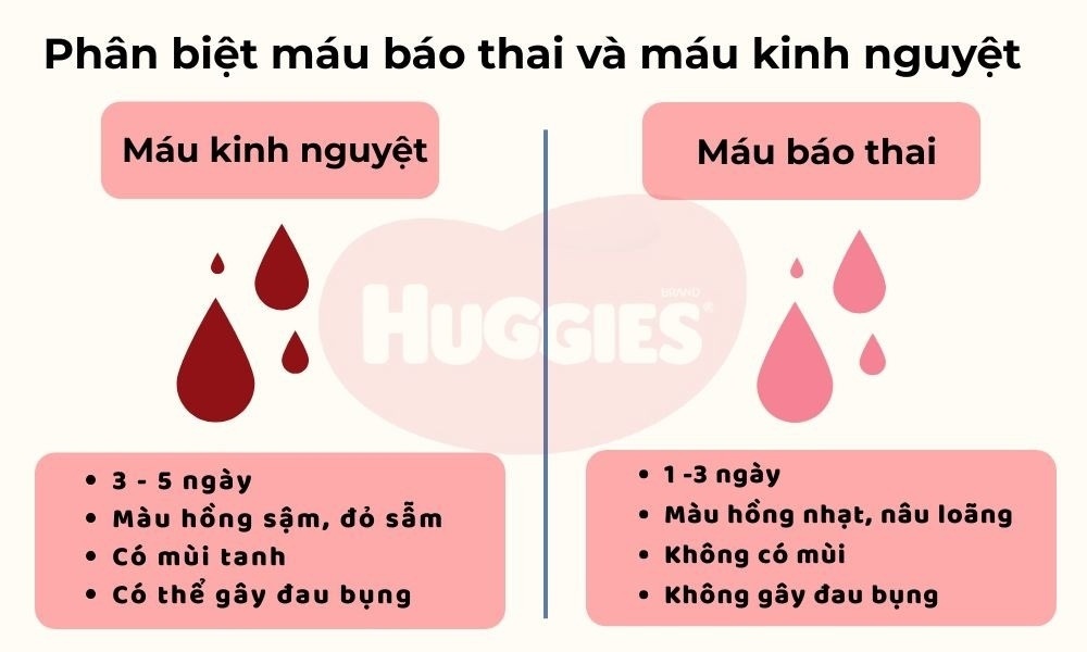 Máu báo có màu phớt hồng hoặc màu nâu loãng