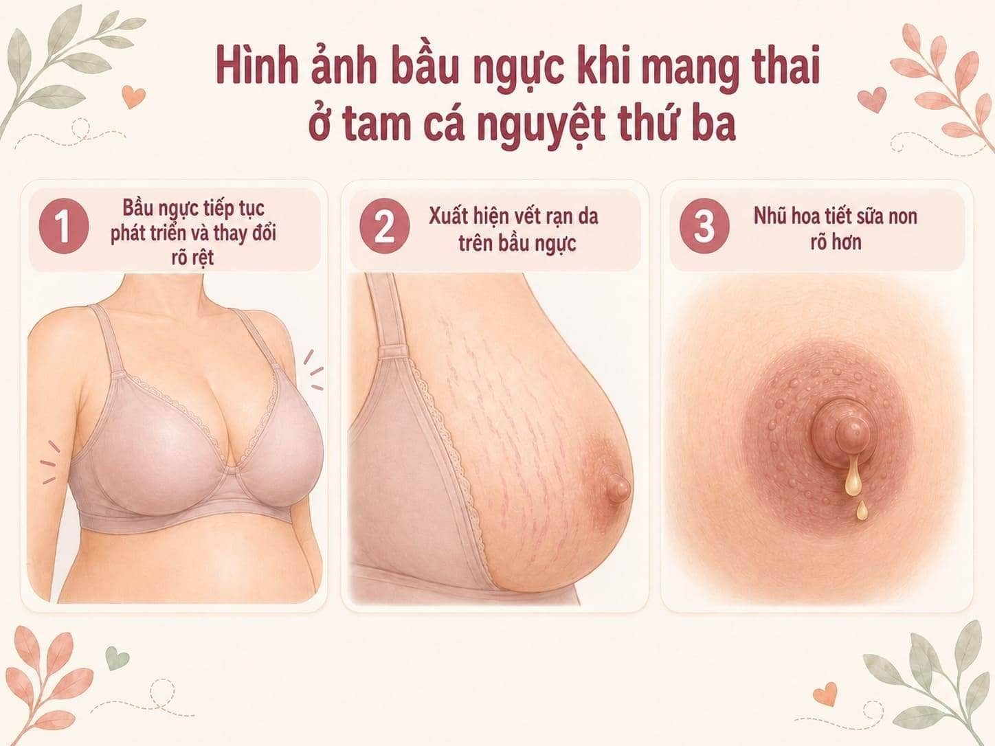 hình ảnh nhũ hoa khi mang thai trong tam cá nguyệt thứ ba