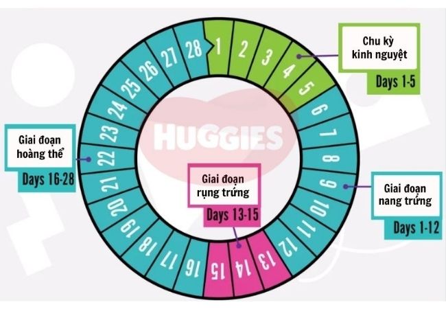 Hết kinh bao nhiêu ngày thì rụng trứng 